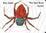 Cover of "The Very Busy Spider"