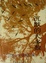 Cover of "沉默的大多数"