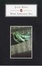 Cover of Wide Sargasso Sea