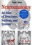 Cover of 'Neuroanatomy'