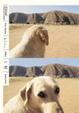 Cover of 一次