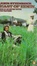 Cover of East of Eden