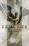 Cover of "Seraphs"