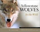 Cover of Yellowstone Wolves in the Wild
