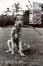 Cover of Dog Dogs