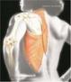 Cover of Anatomia umana
