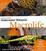 Cover of A Diver's Guide to Underwater Malaysia Macrolife