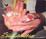 Cover of "SignLanguage"