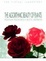 Cover of The Algorithmic Beauty of Plants