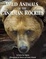 Cover of Wild Animals of the Canadian Rockies