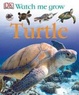 Cover of Turtle