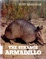 Cover of The Strange Armadillo