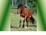Cover of Understanding Natural Horse-Man-Ship