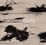 Cover of Robert Capa