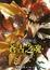 Cover of 少年陰陽師　拾伍