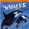 Whales (Look-Look)