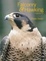 Cover of Falconry & Hawking