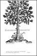 Cover of Glossarium fragrantiæ