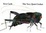 Cover of "The Very Quiet Cricket"