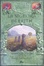 Cover of La signora di Erith