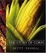 Cover of "The Story of Corn"