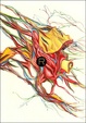 Cover of Rant