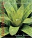 Cover of "Bromeliads for the Contemporary Garden"