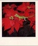 Cover of Nobuyoshi Araki Polaeroid