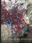 Cover of Remote Sensing and Image Interpretation