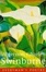 Cover of "Algernon Swinburne"