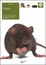 Cover of Ratti