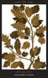 Cover of Giovanni's Room