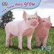 Cover of See How They Grow Pig