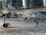 Cover of Little People in the City