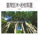 Cover of 臺灣巨木、老樹百選