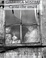 Cover of Canto che amavi