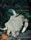 Cover of Atlantic Shorelines
