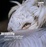 Cover of 'Wildlife Photographer of the Year'