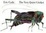 Cover of "The Very Quiet Cricket Board Book"