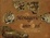 Cover of 'The Menagerie of Pieter Boel'
