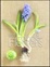 Cover of Food & flowers
