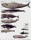 Cover of The Whales of Canada