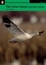 Cover of Snow Goose and Other Stories