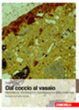 Cover of Dal coccio al vasaio. Manifattura, tecnologia e classificazione della ceramica