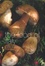 Cover of "The Food of Italy"