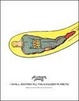Cover of I Shall Destroy All the Civilized Planets