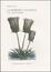 Cover of La memoria vegetale