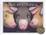 Cover of The Three Pigs