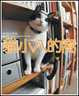 Cover of 貓小八的窩