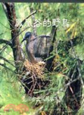 鳳凰谷的野鳥